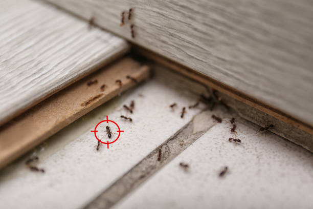 Best Best Pest Control Companies  in Tipton, IN